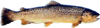 beekforel