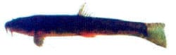bermpje