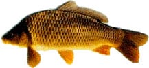 karper