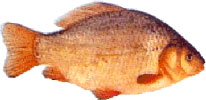 kroeskarper