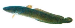 kwabaal