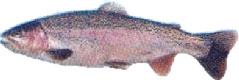 regenboogforel