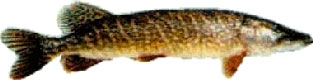 snoek