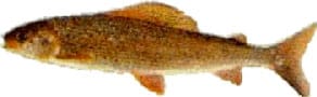 vlagzalm