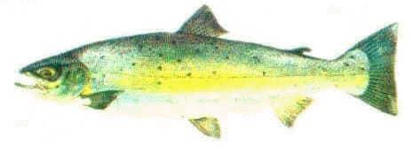 zalm