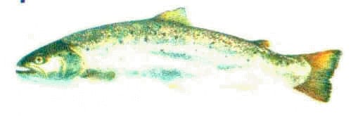 zeeforel