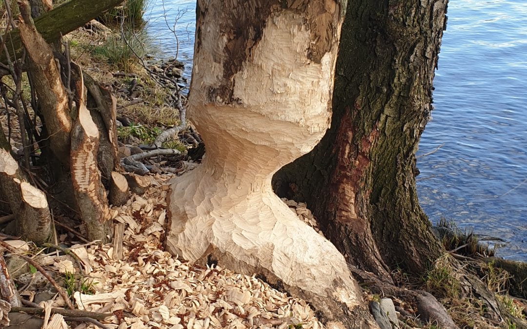 De bever aan het werk in Wessem